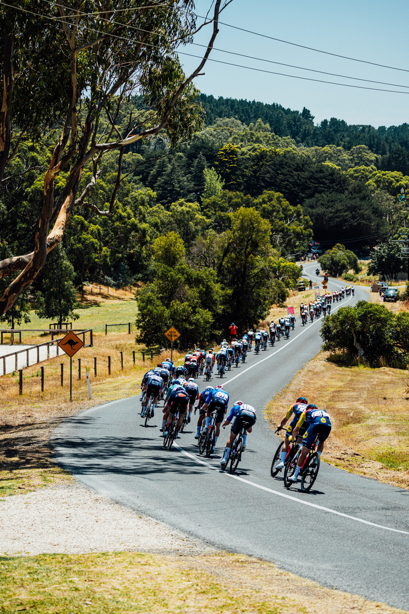 cyclingimages-TDU-2026-Mens Stage 5-826011.jpg