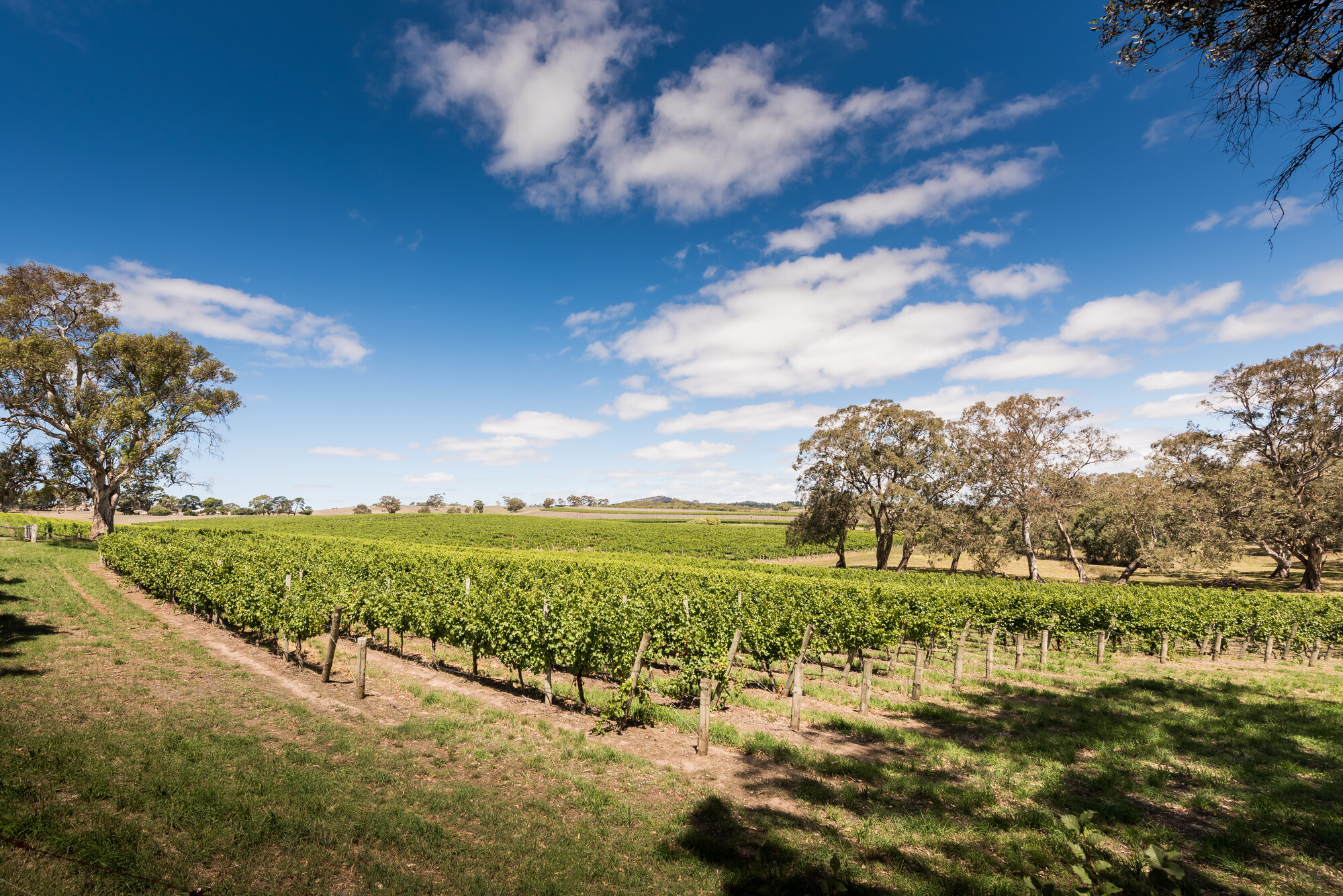 Howard Vineyard