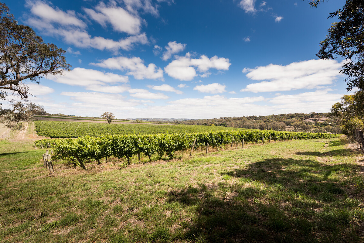 Howard Vineyard