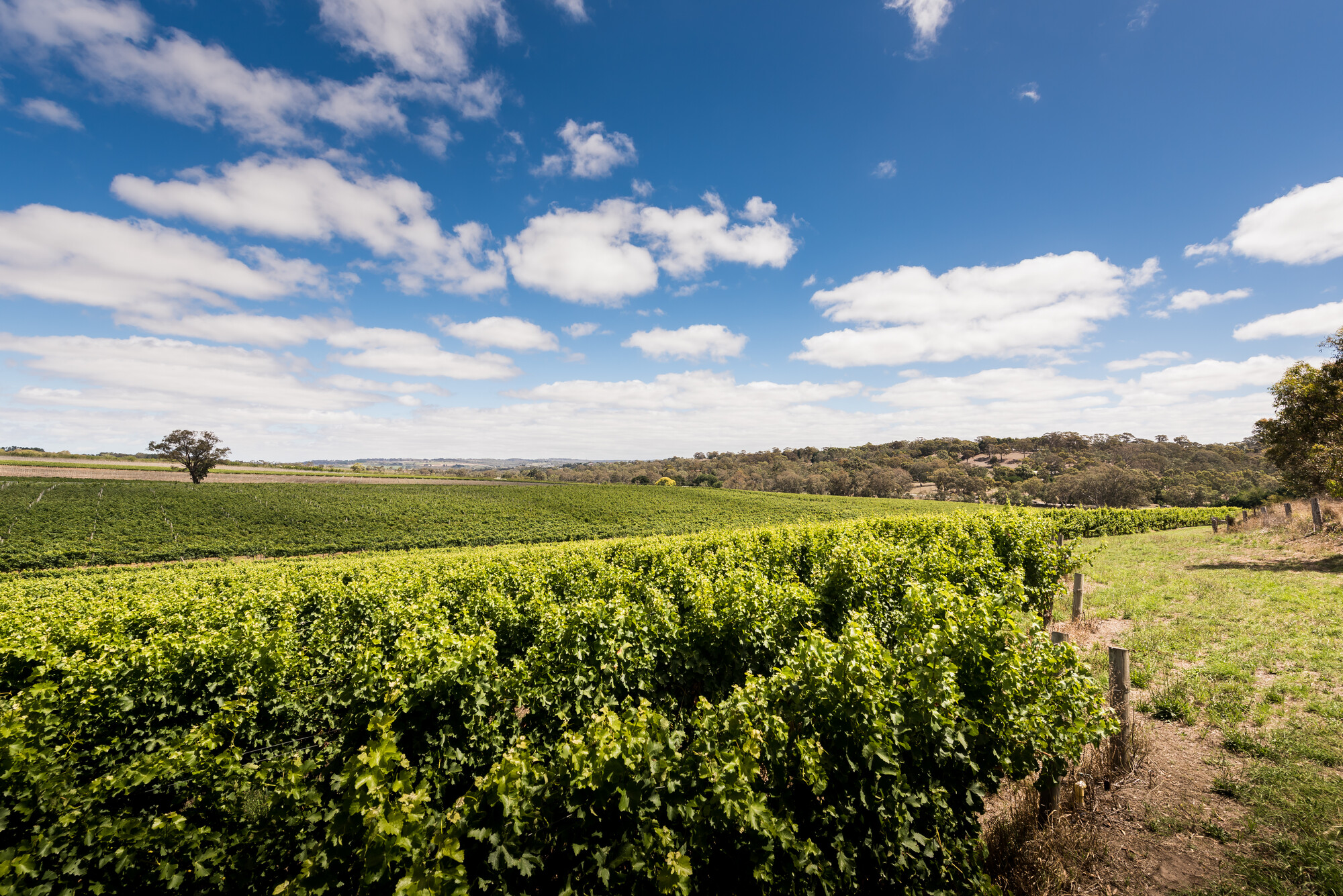 Howard Vineyard