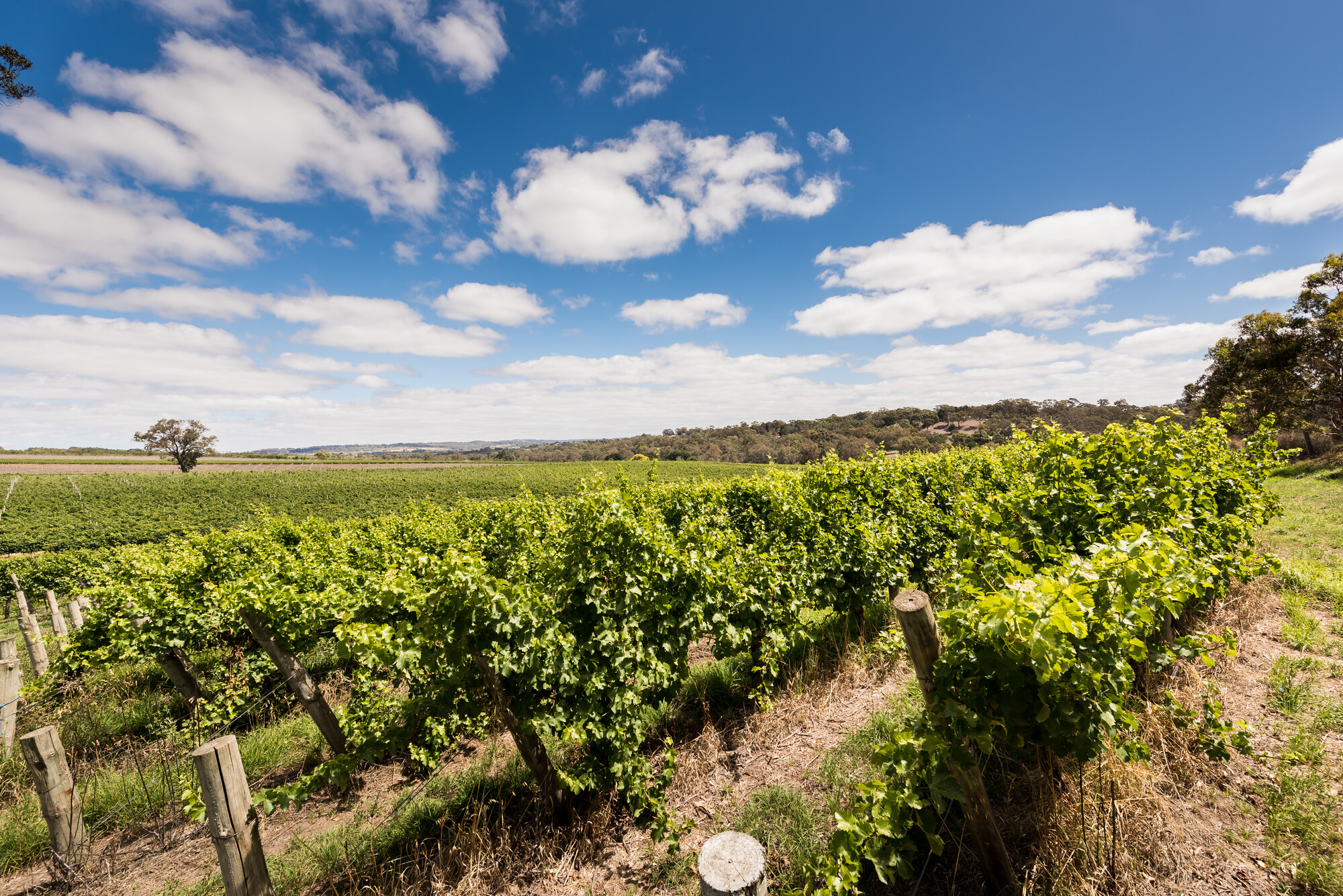 Howard Vineyard
