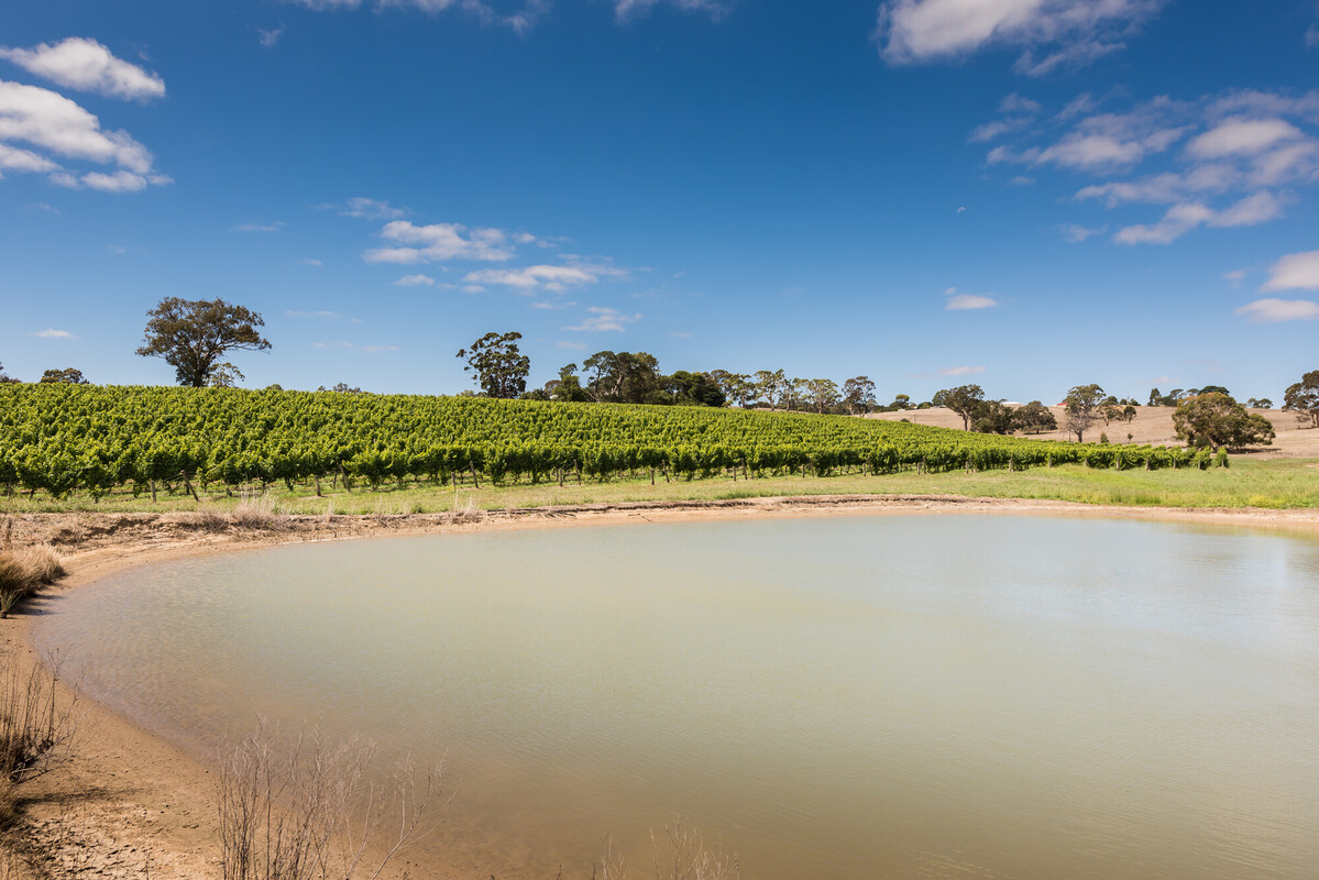 Howard Vineyard