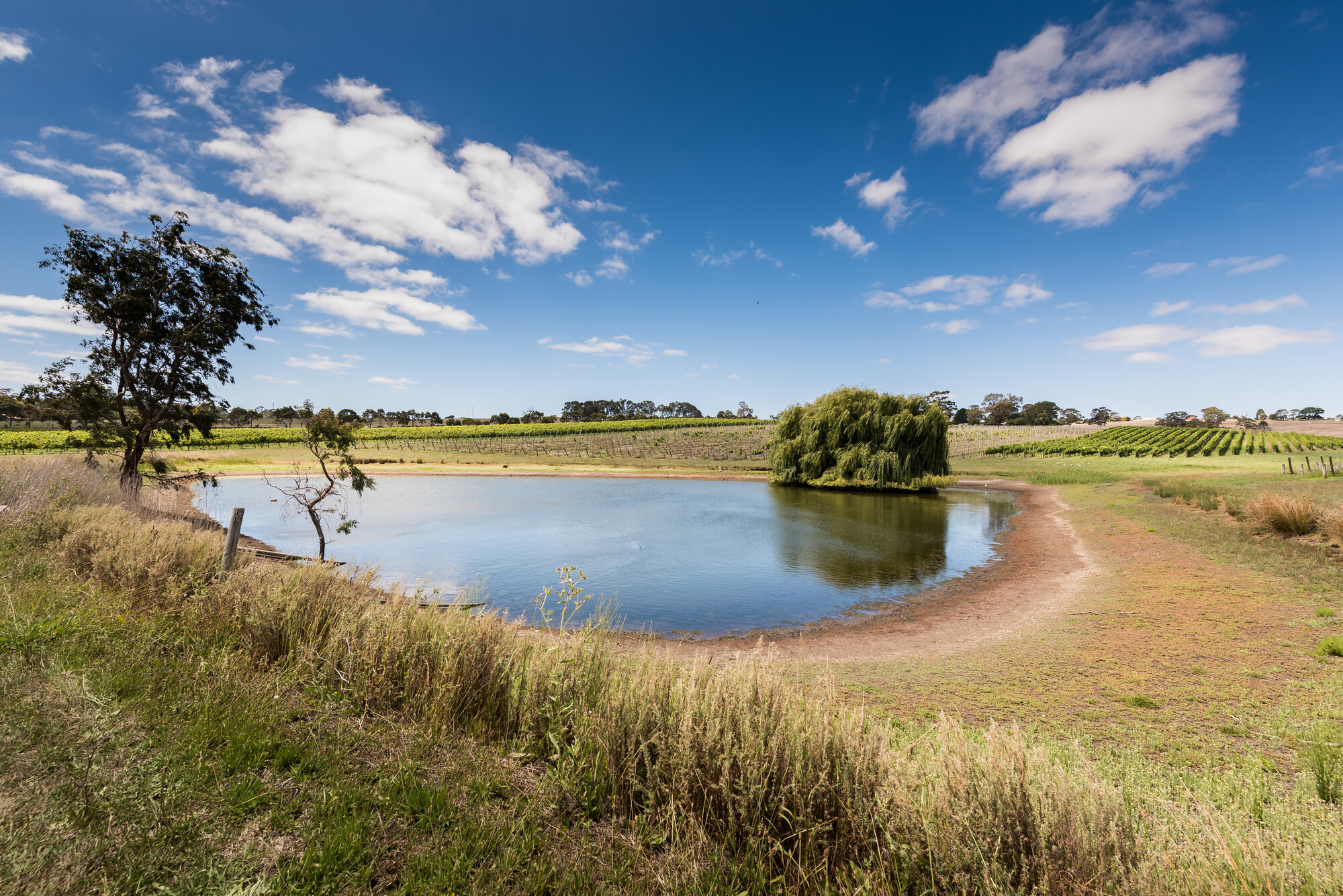 Howard Vineyard