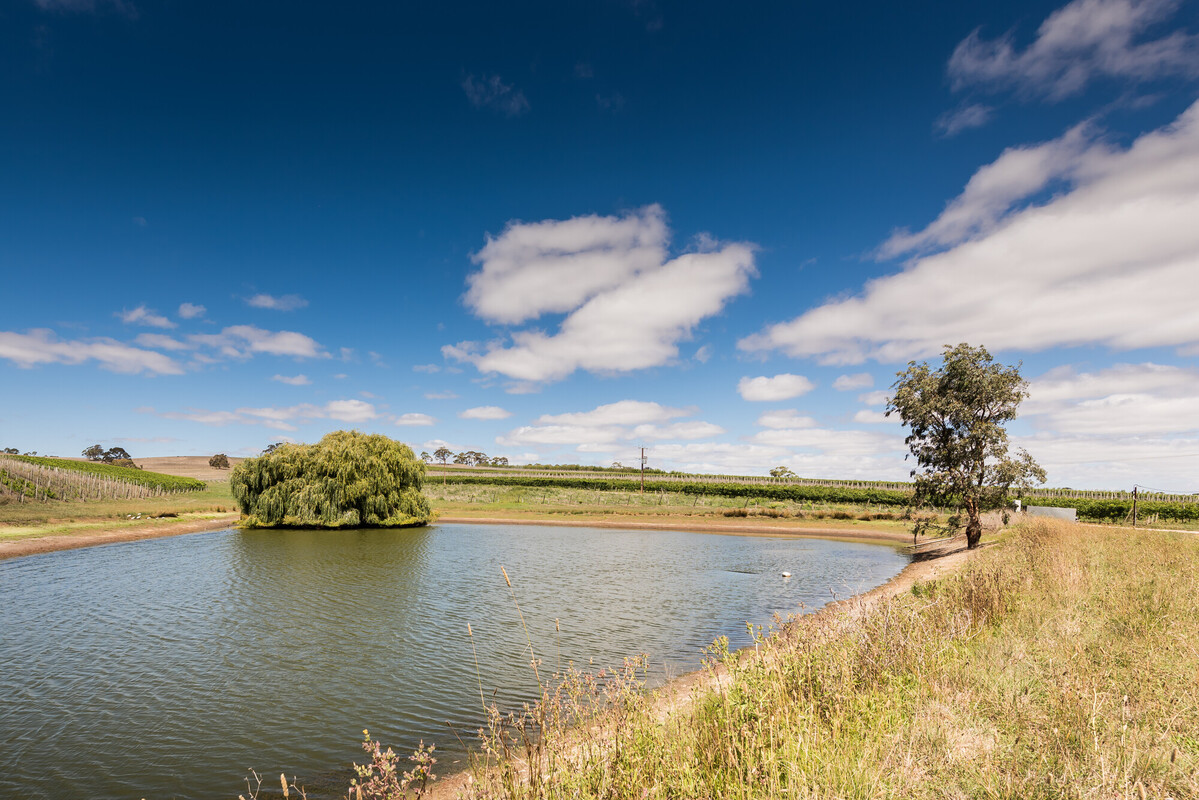 Howard Vineyard