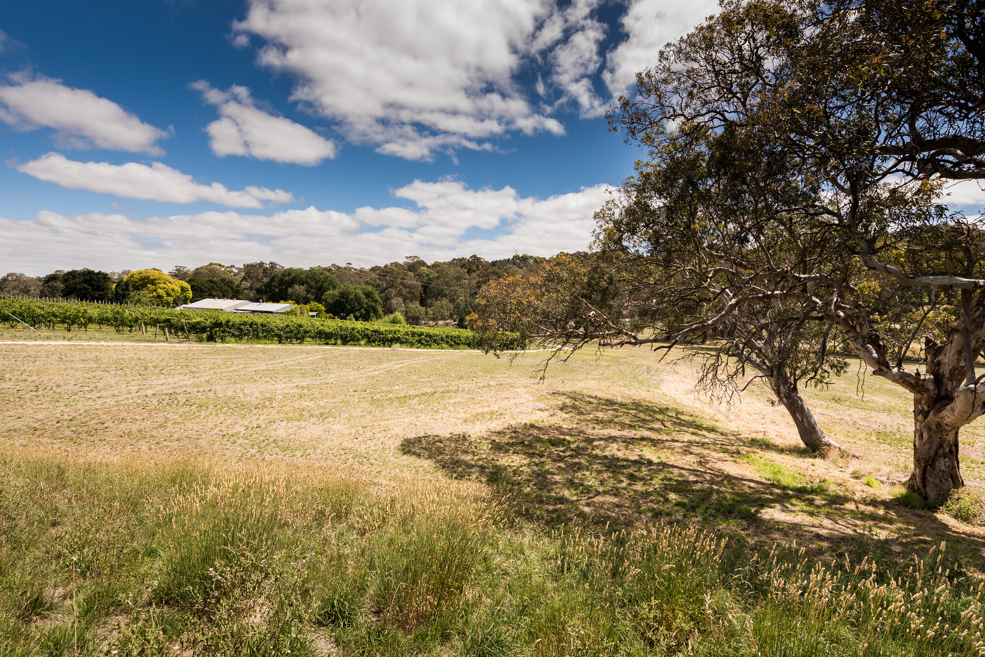 Howard Vineyard