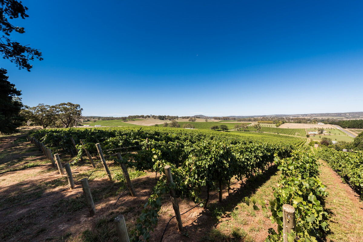 Howard Vineyard