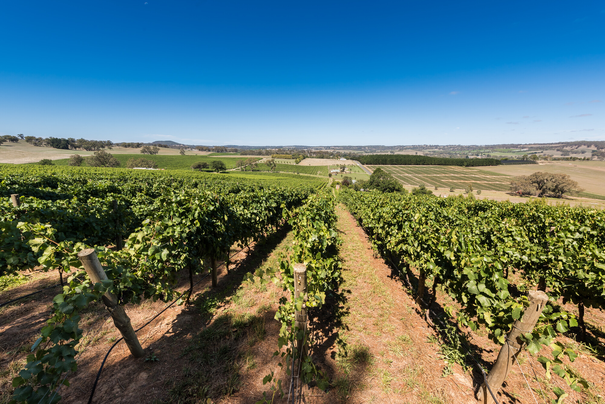 Howard Vineyard