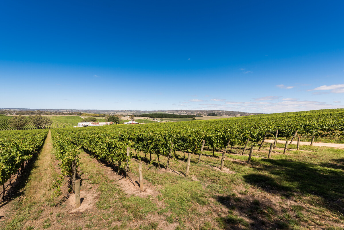 Howard Vineyard