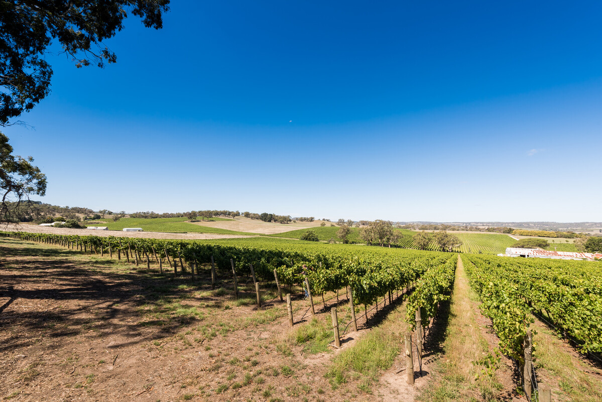 Howard Vineyard