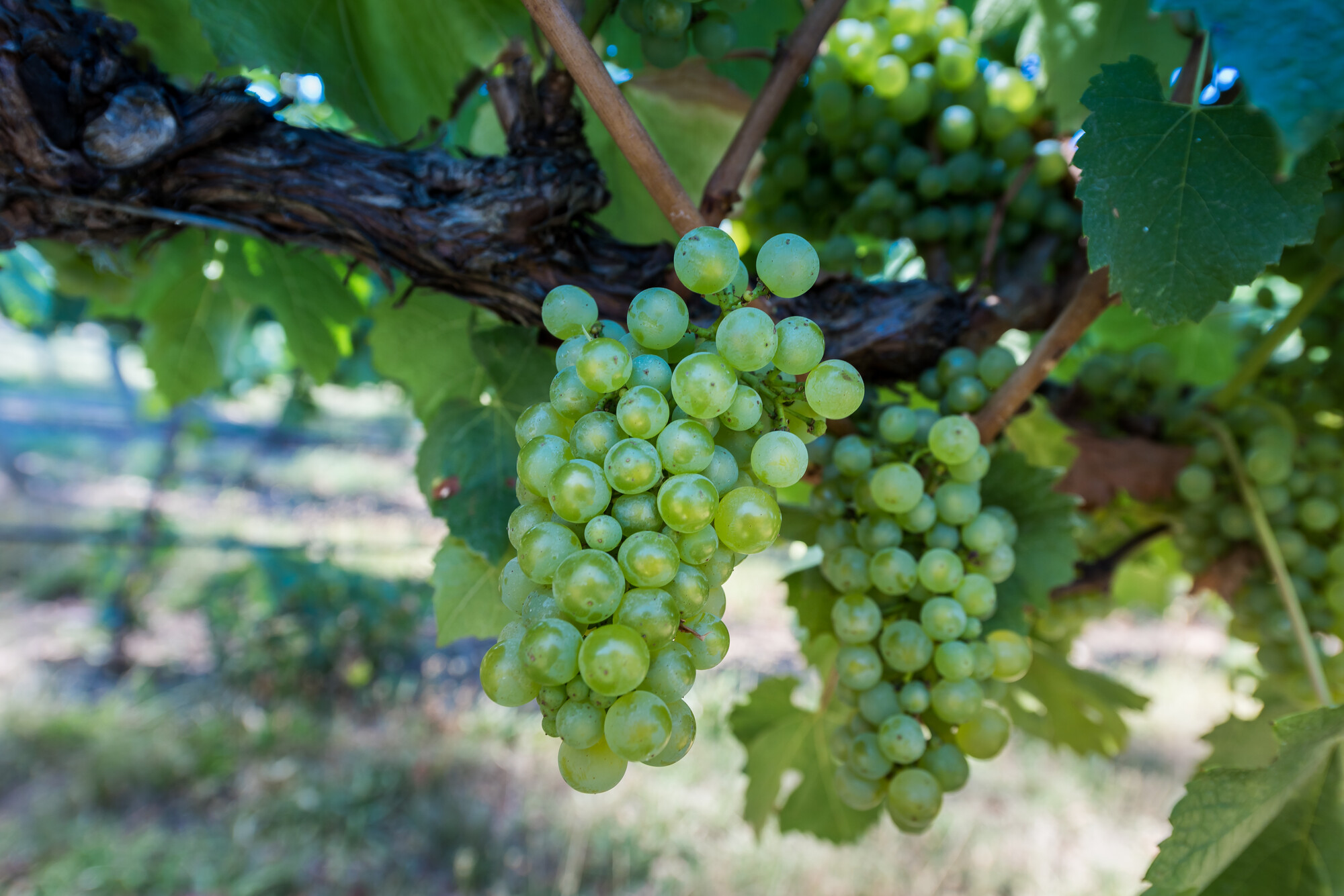 Howard Vineyard