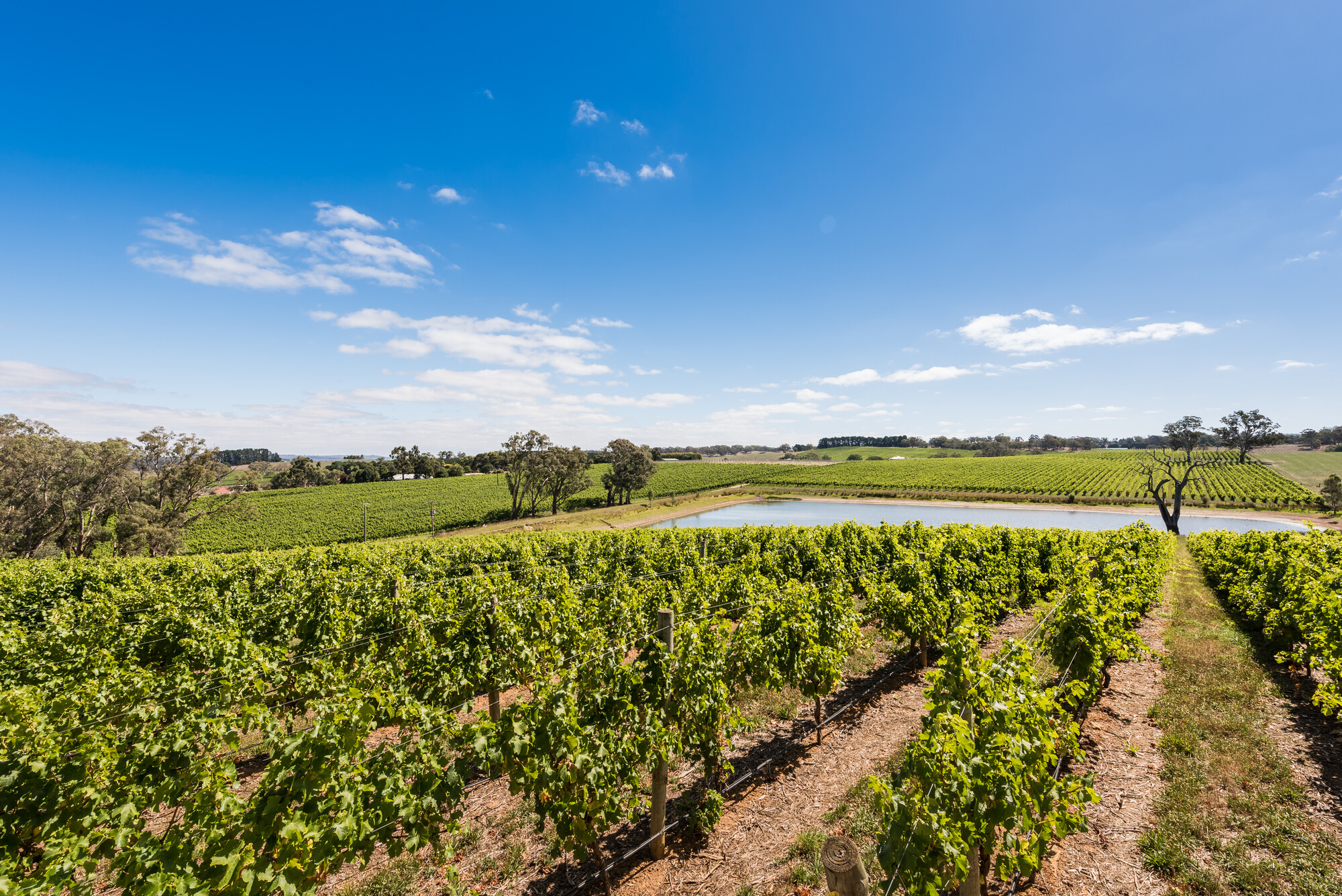 Howard Vineyard