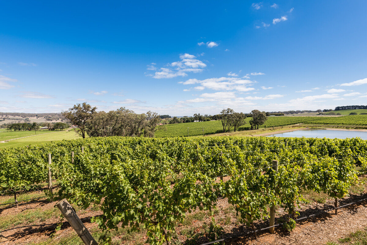 Howard Vineyard