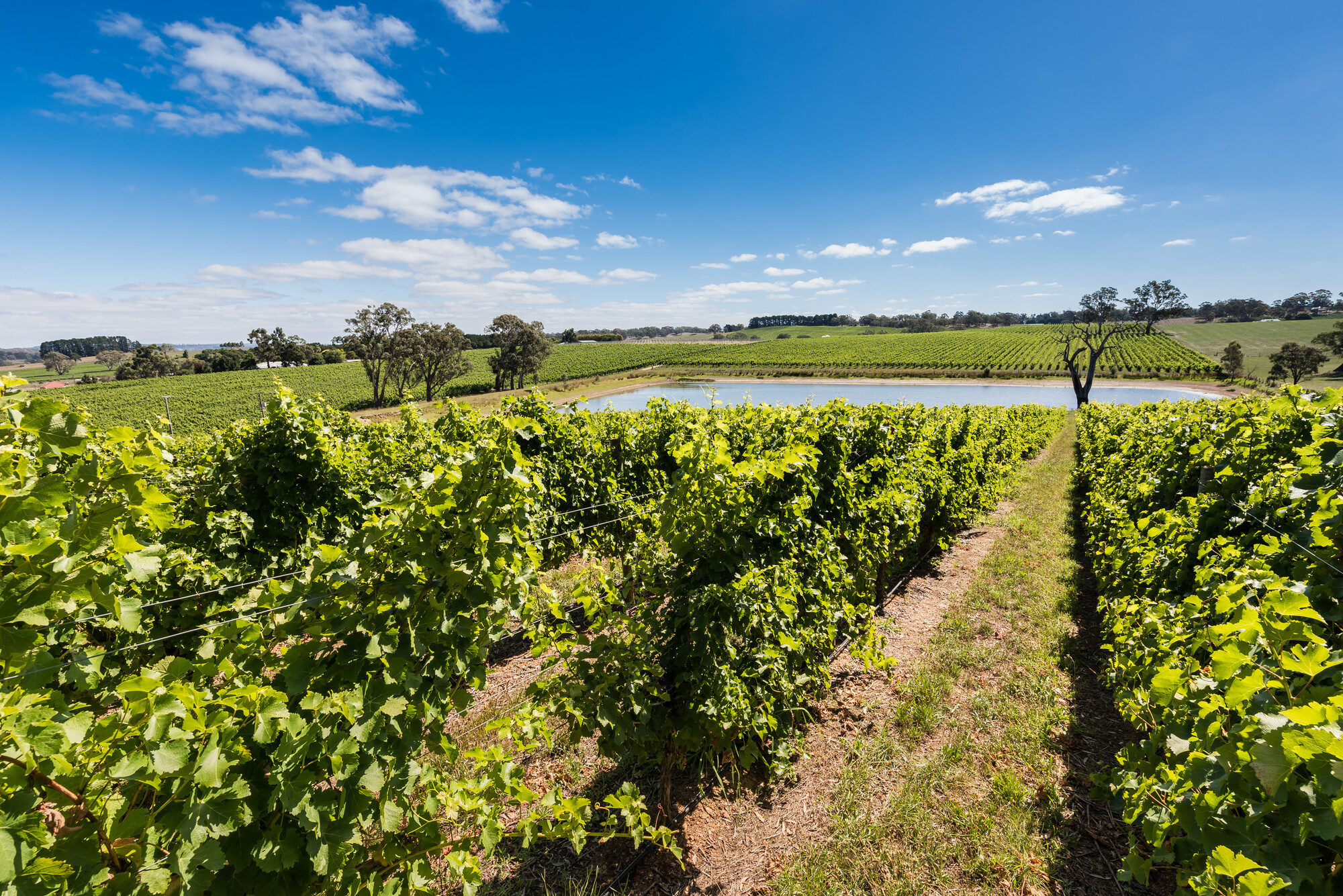 Howard Vineyard