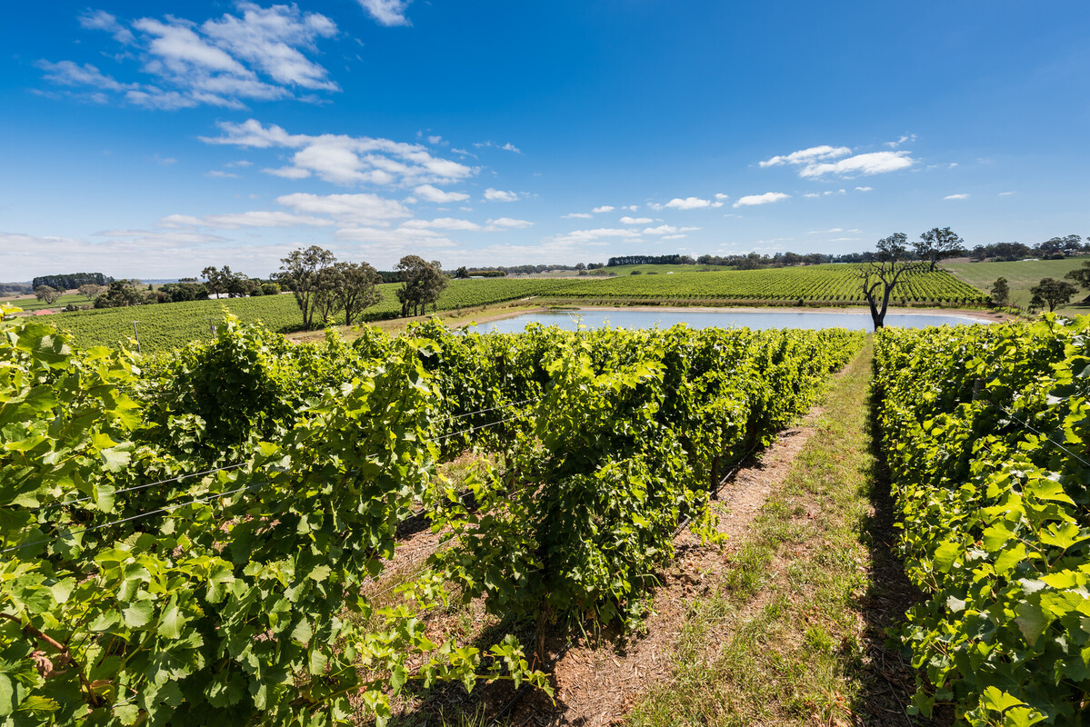 Howard Vineyard