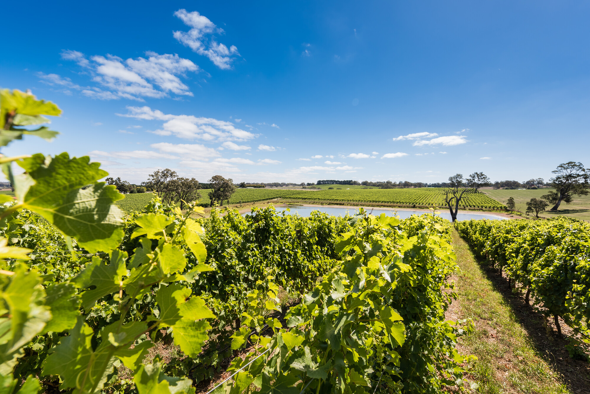 Howard Vineyard