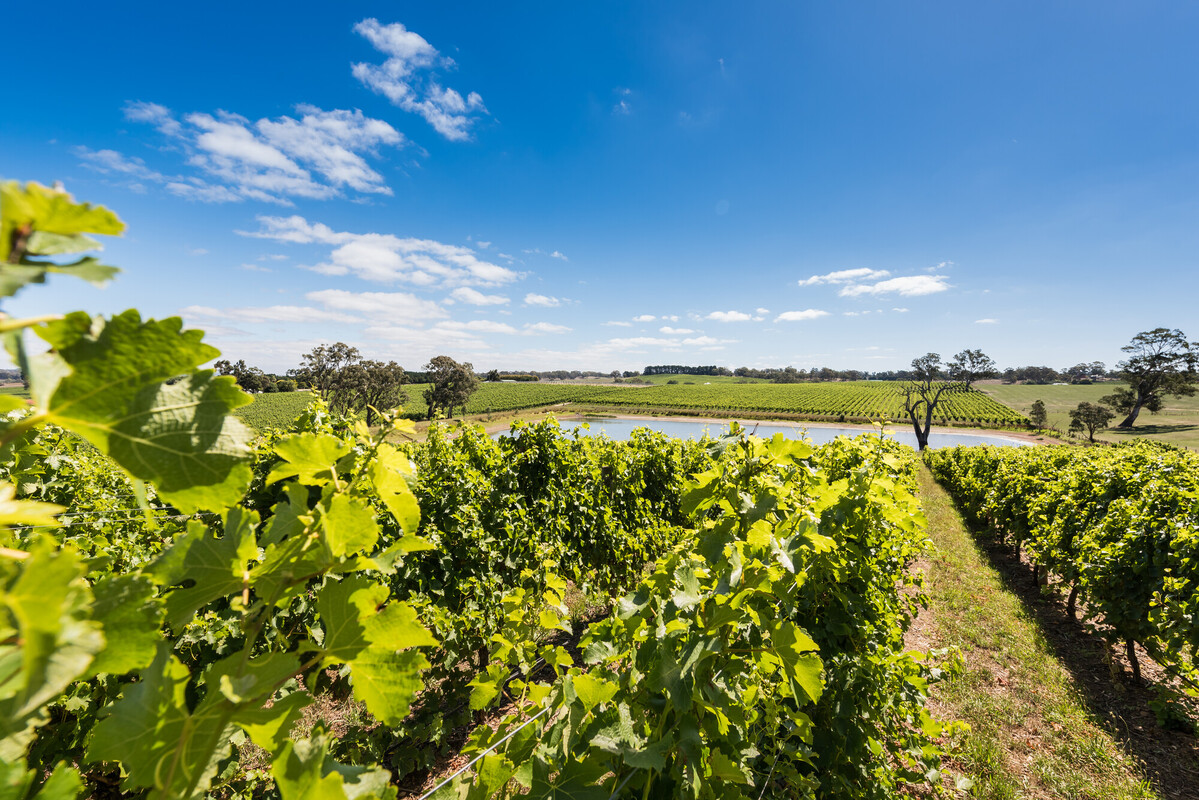 Howard Vineyard