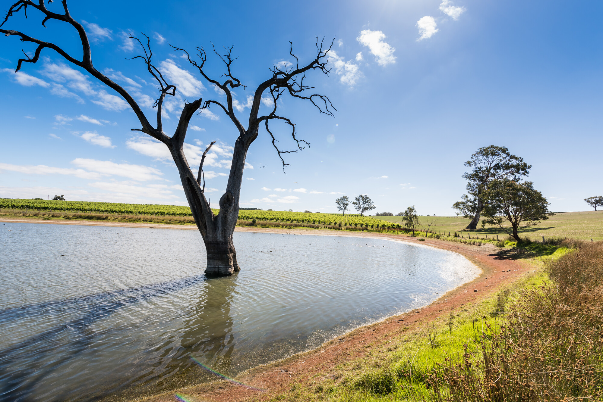 Howard Vineyard