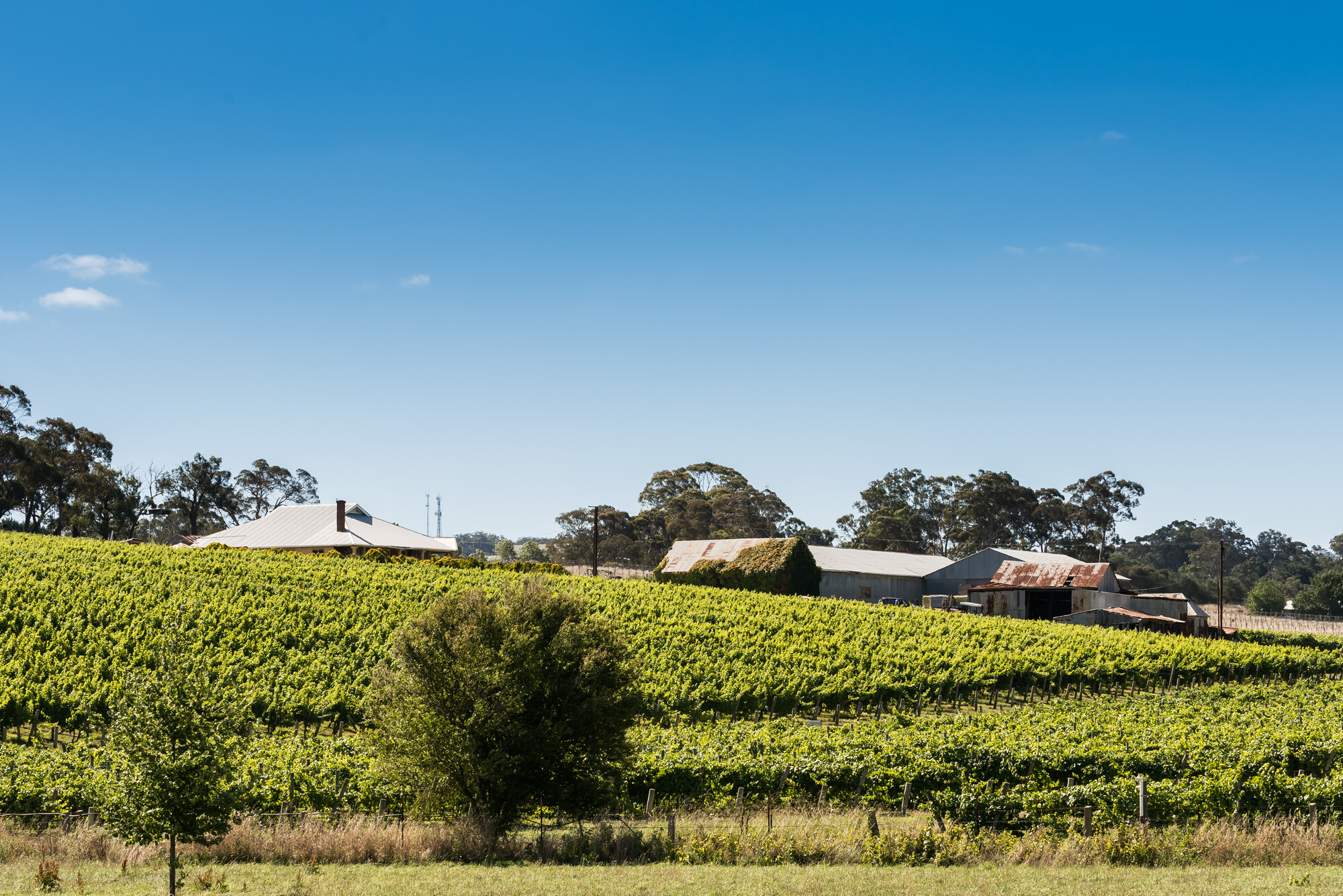 Howard Vineyard