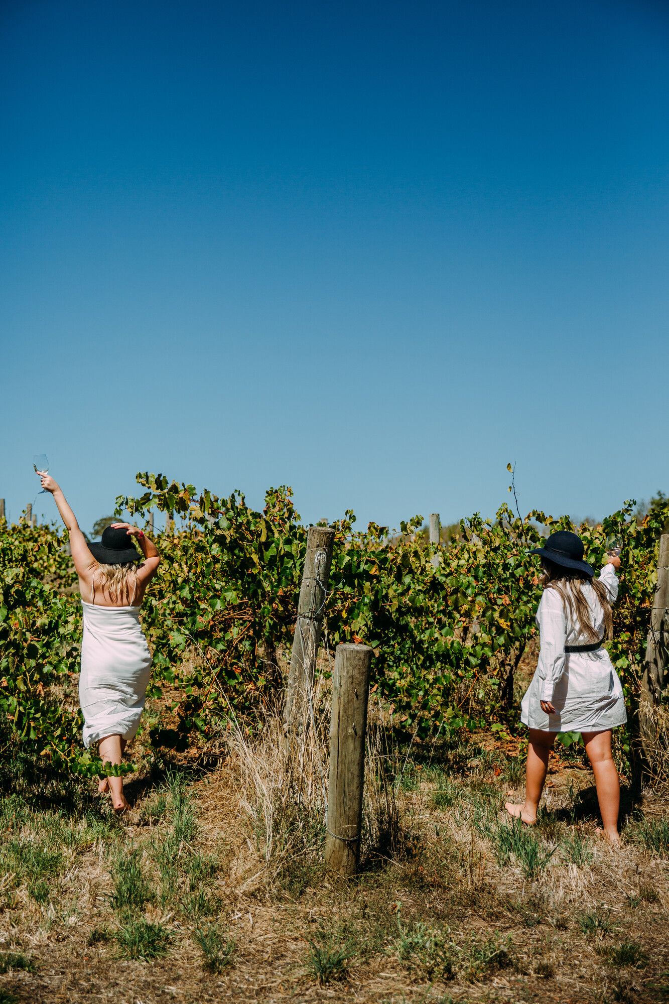 Howard Vineyard